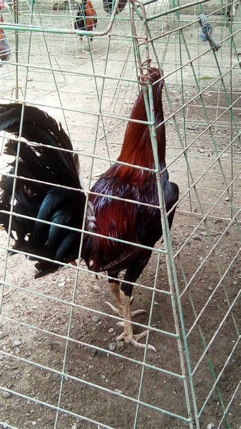 texas manok panabong for sale philippines|pANABONG+MANOK .